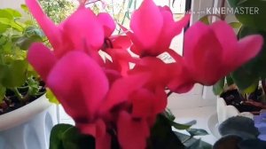 Цикламен.Мои комнатные цветы.