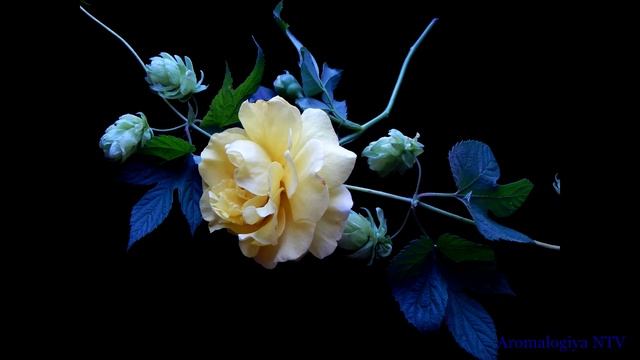 Лечебная музыка. П.И.Чайковский - Вальс цветов. Восстановление Жизненных Сил. смотреть онлайн