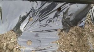 Умный огород для ленивых