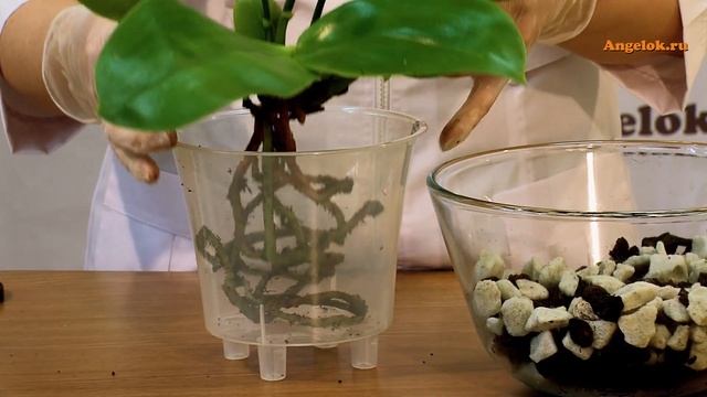 Ароматная ОРХИДЕЯ Лиодоро/Liodoro. Пересадка в пеностекло + орхиата смотреть онлайн