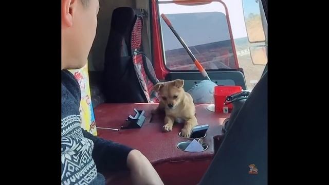 Try Not To Laugh or Grin While Watching Funny Animals Compilation #59 смотреть онлайн