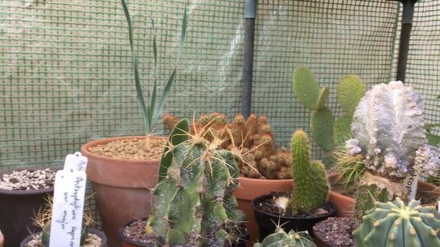 12d. Astrophytum ornatum for beginners and amateurs смотреть онлайн