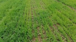 NPK vs Сульфоаммофос