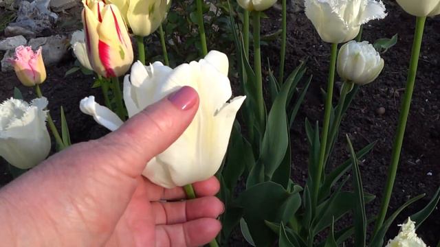 Вынесла горшки с петуниями на улицу. Тюльпаны и петунии красивый дуэт