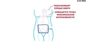 Беременность - физиологические процессы и изменения - кратко