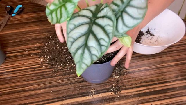 Размножение алоказий. Silver Dragon (Серебряный дракон) и Black Velvet (Черный бархат) бульбы. смотреть онлайн