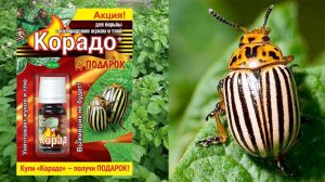 Колорадский жук. Обработка картофеля. Корадо ( спец. средство ). Опрыскиватель Грин Бэлт.