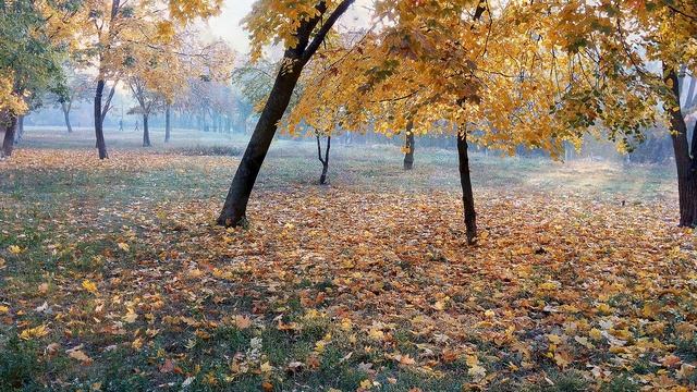 Золотистая красота осени. The golden beauty of autumn.