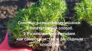 МШАНКА ШИЛОВИДНАЯ  или ИРЛАНДСКИЙ МОХ☘️? Посадка.Уход.Размножение