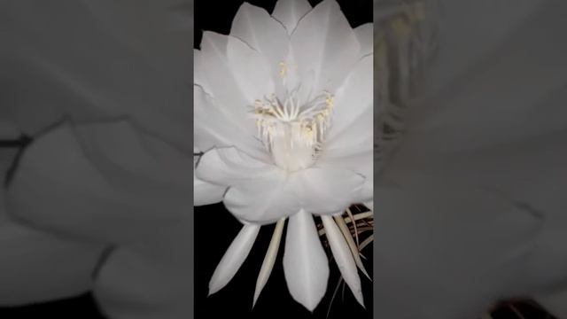 kadupul flowers-Epiphyllum oxypetalum