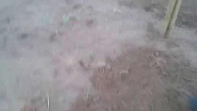 Plantio de mudas de maracuja amarelo Passiflora Edulis Flavicarpa Parte 4 смотреть онлайн