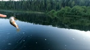 Рыбалка на джиг,река Яйва,Елово,Вижай