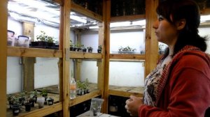 Как вырастить шикарные фуксии всего за год. Опыт Жанны Нарбутович