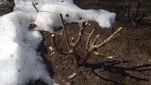 Роза зимовала без укрытия.Чайно гибридная.