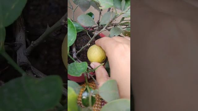 ripe lemon from my garden #gardeningvideos #gardeninglovers #gardeningtips #homegrown #bonsaitree