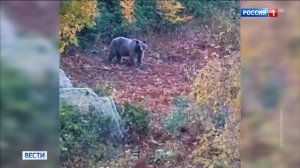 В окрестностях Сочи поселились любители полакомиться за чужой счет