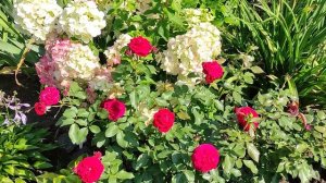 ЦВЕТЕНИЕ РОЗ 2021, обзор клумб в разных уголках сада.