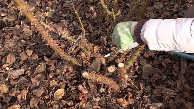 весенняя обрезка чайно-гибридных роз, питомник роз полины козловой rozarium.biz смотреть онлайн