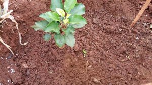 grapes and apple seedlings top dressing 0793518655