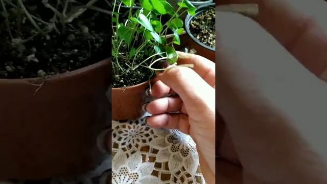 Дихондра часть 3 (финал).выращиваем из семян смотреть онлайн