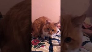 Кот перебирает лапами! Что значит?