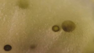 Что будет если съесть продукты с плесенью вред факты топ