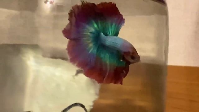 Бойцовая рыбка петушок и зеркало? смотреть онлайн