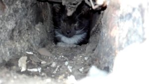 Невероятное спасение котенка