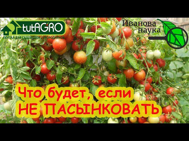ПАСЫНКОВАНИЕ и ФОРМИРОВАНИЕ ТЕПЛИЧНЫХ и УЛИЧНЫХ ТОМАТОВ, простое правило формирование перца.