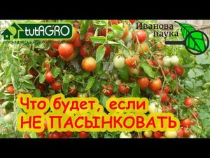 ПАСЫНКОВАНИЕ и ФОРМИРОВАНИЕ ТЕПЛИЧНЫХ и УЛИЧНЫХ ТОМАТОВ, простое правило формирование перца.