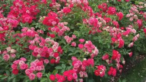 Floribunda Rose Ruby Ice