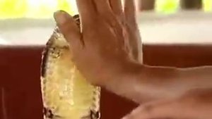 кобры очковые