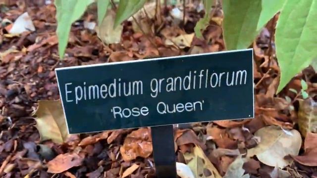 Epimedium Tour with Sayde смотреть онлайн