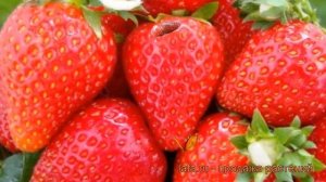 Земляника садовая Остара (fragaria ananassa ostara) ? обзор: как сажать, рассада земляники Остара