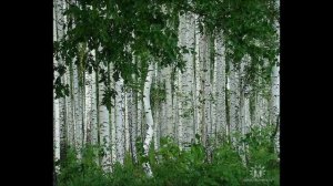 Александр Архангельский Великое славословие. Мужской хор Сретенского монастыря