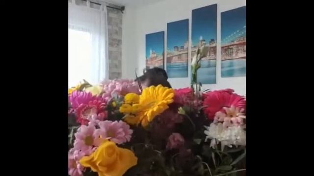 Разминка доя ленивых и неспортивных людей с матушкой ленью( ха,ха,ха,после дня рождения) смотреть онлайн