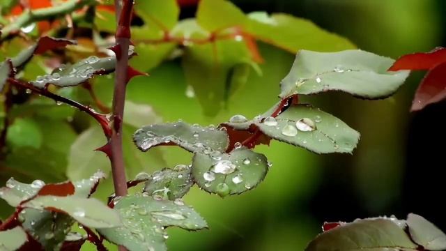 СУПЕР ОБВОРОЖИТЕЛЬНАЯ КРАСОТА ПРИРОДЫ И ВОДОПАДОВ https://youtu.be/sVYGVYhiTVA смотреть онлайн