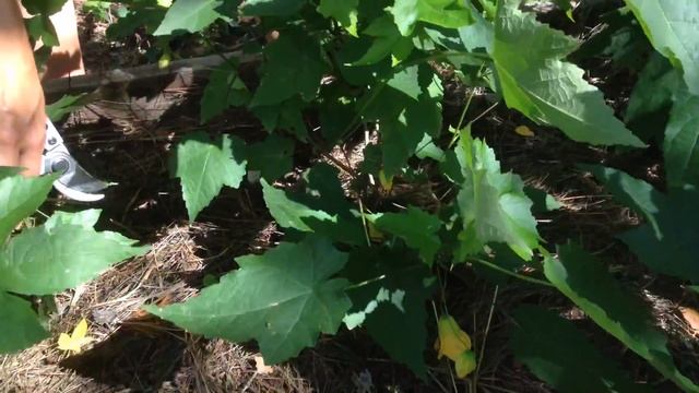 Обрезка абутилонов смотреть онлайн