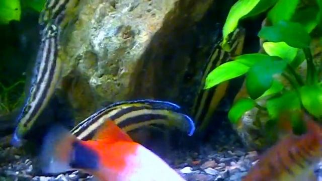Aquarium. Нерест юлидохромисов смотреть онлайн