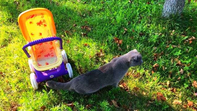 Кот приехал на дачу погулять. Хозяин хотел окунуть его в таз с водой - что из этого вышло? смотреть онлайн