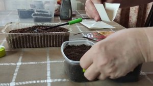 Сею на рассаду махровый антирринум.