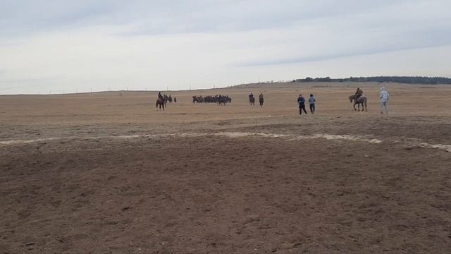 КОК-БОРУ конный спорт смотреть онлайн