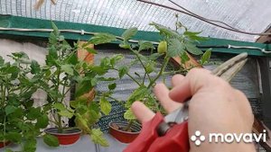 Обрезка кустов помидор на гидропонике