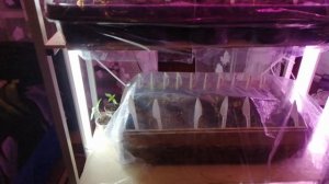 Пересадка(пикирование) перцев