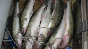 Ахтуба ЛУЧШИЕ МОМЕНТЫ до 2018 года. (часть 1)  Ахтуба рыбалка - фильмы дивера