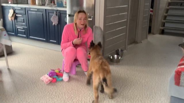 Малинуа NikitA, 3 месяца и 16 дней. Тренируем подачу различных предметов в руки. смотреть онлайн