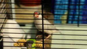 Рисовая амадина