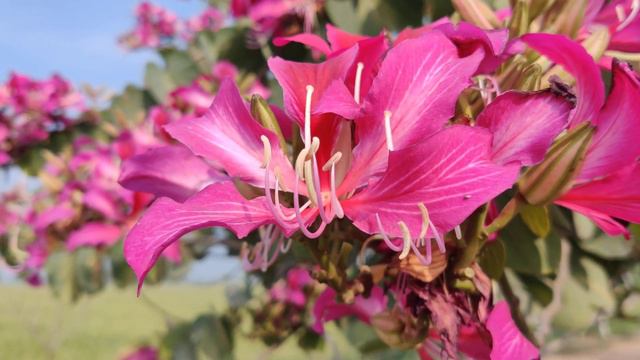 National Tree of Hongkong смотреть онлайн