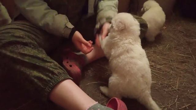 Щенки маремма-абруццкой овчарки. Нам месяц смотреть онлайн