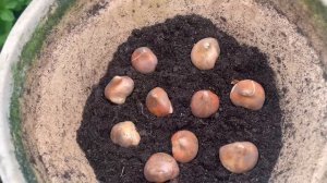 Bulb lasagna. How to grow spring bulbs in layers